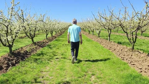 Fruit tree orchard in springtime Stock Footage 270564320