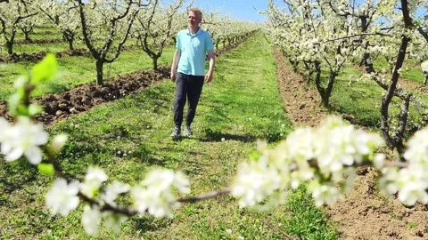 Fruit tree orchard in springtime Stock Footage 270564321