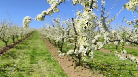 Fruit tree orchard in springtime Stock Footage 270564337