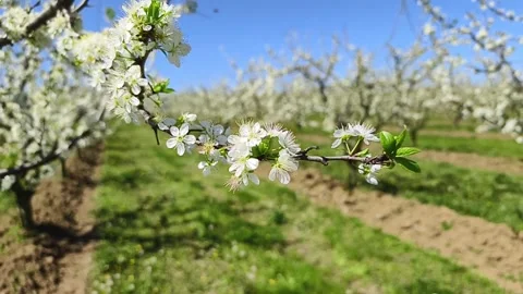 Fruit tree orchard in springtime Stock Footage 270564338