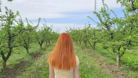 Fruit tree orchard in springtime Stock Footage 271373602