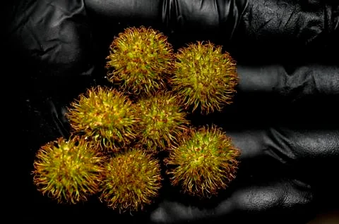 The fruit tree oriental flat on a hand in a black protective glove Stock Photos