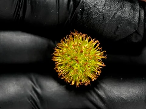 The fruit tree oriental flat on a hand in a black protective glove Stock Photos