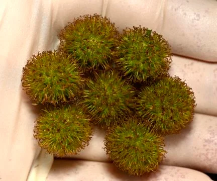 The fruit tree oriental flat on a hand in a white protective glove Stock Photos