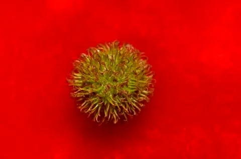 The fruit tree oriental flat on a red background Stock Photos