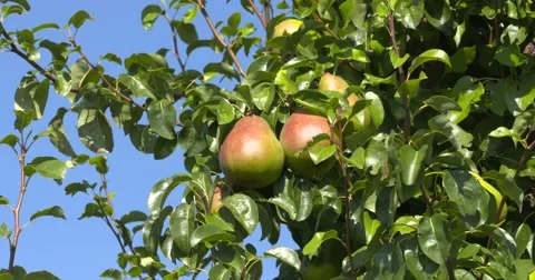 Fruit tree with pears in summer breeze Stock Footage 68407920