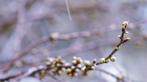 Fruit tree petals bloom on branches under snow in spring Stock Footage 129946533