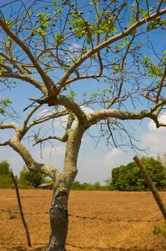 Fruit tree Stock Photos