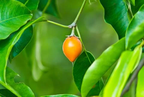 A fruit from a tree Stock Photos