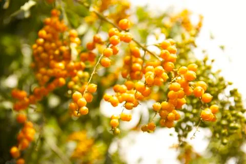 Fruit Tree Stock Photos