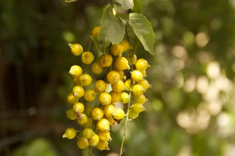 Fruit Tree Stock Photos