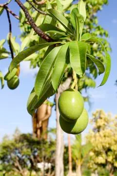 Fruit on the tree Stock Photos