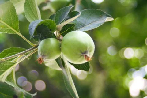 Fruit in the tree Stock Photos