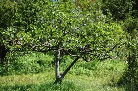 Fruit tree Stock Photos