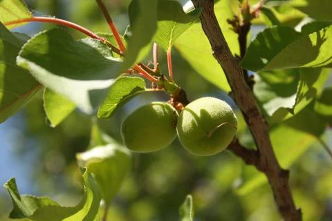 Fruit on a tree Stock Photos