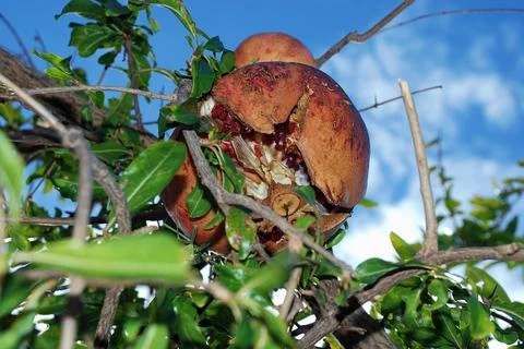 Fruit in a tree Stock Photos