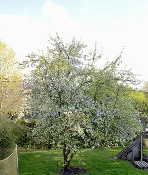 Fruit tree Stock Photos