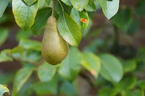 Fruit on a tree 写真素材