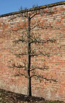 Fruit Tree. Foto stock