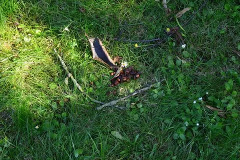 Fruit tree 写真素材