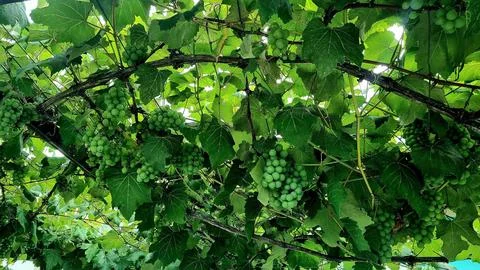 Fruit tree. Stock Photos