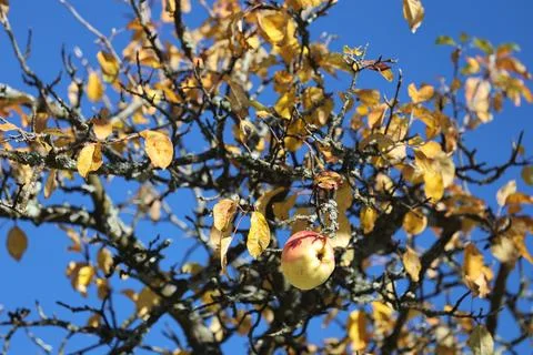 Fruit tree Stock Photos