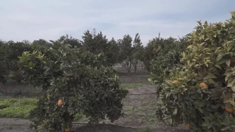 Fruit tree plantation Stock Footage 266924291