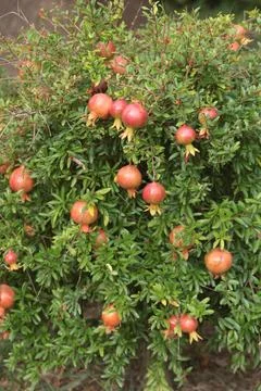 Fruit tree with pomegranate fruit in summer. Rays of sunlight and light. Nature Stock Photos