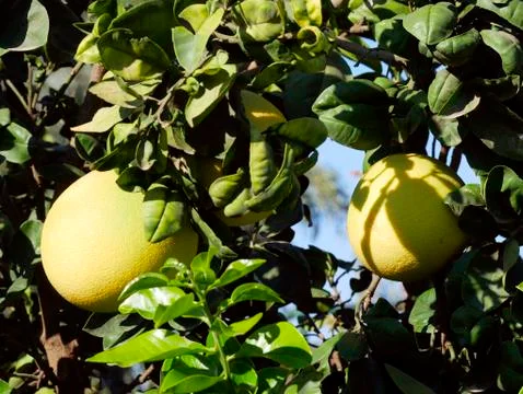 Fruit tree pomelo Stock Photos