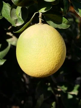 Fruit tree pomelo Stock Photos