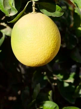 Fruit tree pomelo Foto stock
