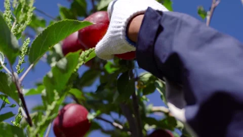 Fruit tree pruning, apple tree finishing, Video stock 243101865