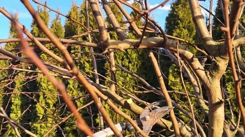 Fruit tree pruning Stock Footage 300262056