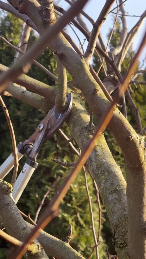 Fruit tree pruning Stockbeeldmateriaal 300263480