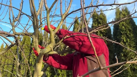 Fruit tree pruning 库存影片 300264026