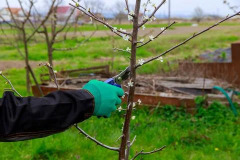 Fruit tree pruning. Gardener works with garden shears. Stock Photos