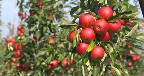 Fruit tree with red apples - close up Stock Footage 68409352