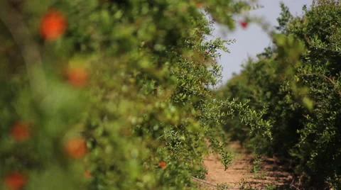 Fruit Tree Red Flower Stock Footage 52281084