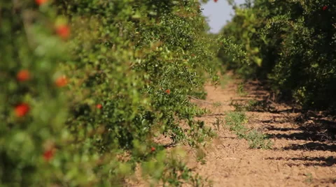 Fruit Tree Row Stock Footage 52281211