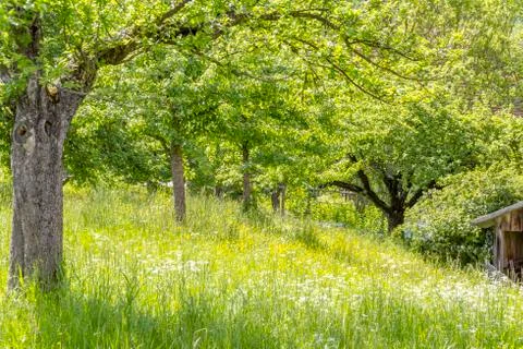Fruit tree scenery Stock Photos