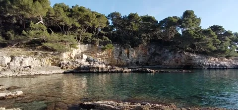 Fruit Tree by the Sea | Beautiful Coastal Nature Landscape in 4K Vídeos de archivo 337703498