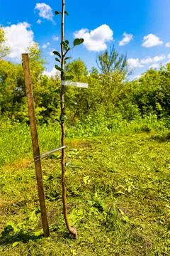 Fruit tree seedling with empty tag in the garden Stock Photos