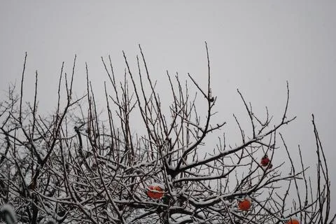 Fruit tree with the snow Stockfoto's