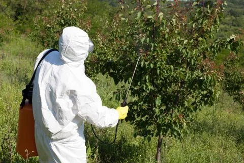 Fruit tree spraying Stock Photos