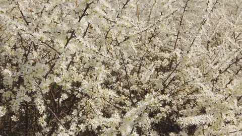 Fruit tree in spring blooming 스톡 동영상 128942819