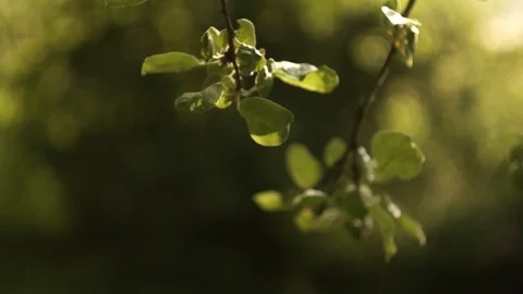 Fruit tree. spring Stock Footage 101026897