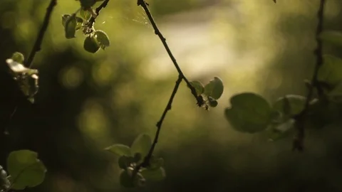 Fruit tree. spring. green fresh Stock Footage 101026846