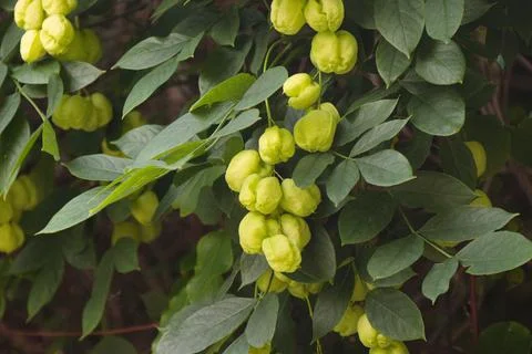 Fruit tree Staphylea pinnata Stock Photos