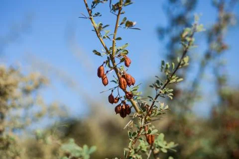 Fruit tree in the steppe Stock Photos