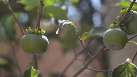 Fruit on tree on a sunny day Stock Footage 140999969